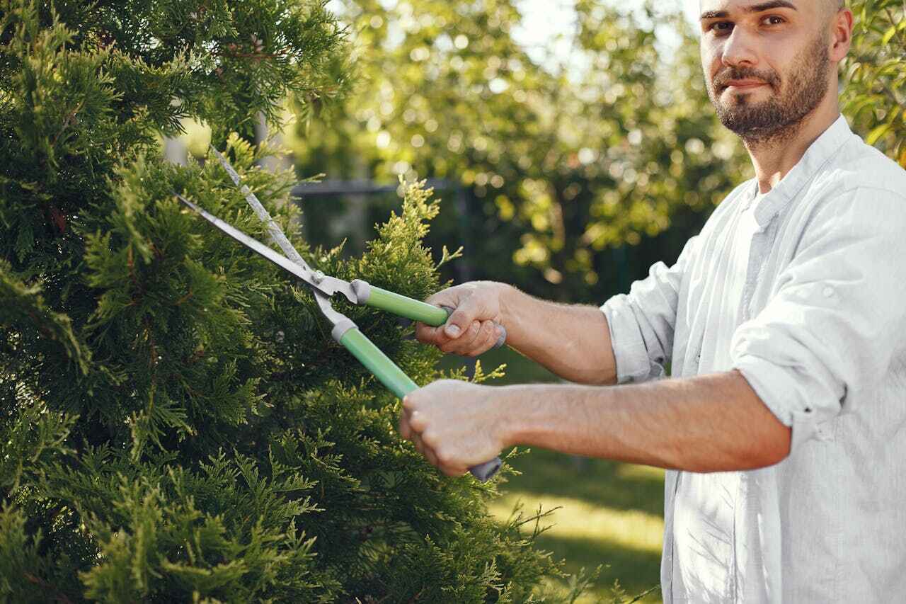 Best Stump Grinding Near Me  in St Augustine Shores, FL